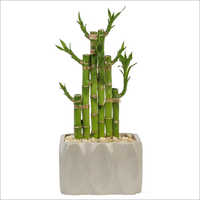 Lucky Bamboo Plant Shelf Life: Not Applicable Months