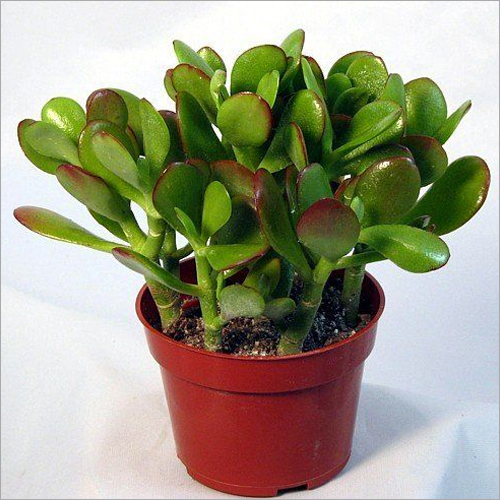 Jade Plant Shelf Life: Not Applicable Months