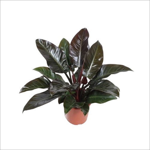 Philodendron Imperial Red Plant - Custom Size Options , Vibrant Foliage for Lush Indoor Decoration
