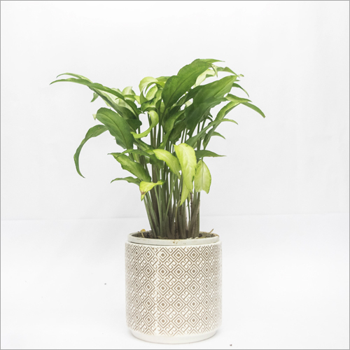Syngonium White Dwarf Plant - Custom Size | Elegant Green Foliage, Ideal for Indoor Decor and Plant Enthusiasts