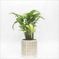 Syngonium White Dwarf Plant - Custom Size | Elegant Green Foliage, Ideal For Indoor Decor And Plant Enthusiasts