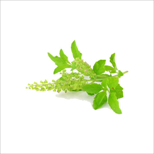 Tulsi Plant at Best Price In Ernakulam Manufacturer Supplier Kerala