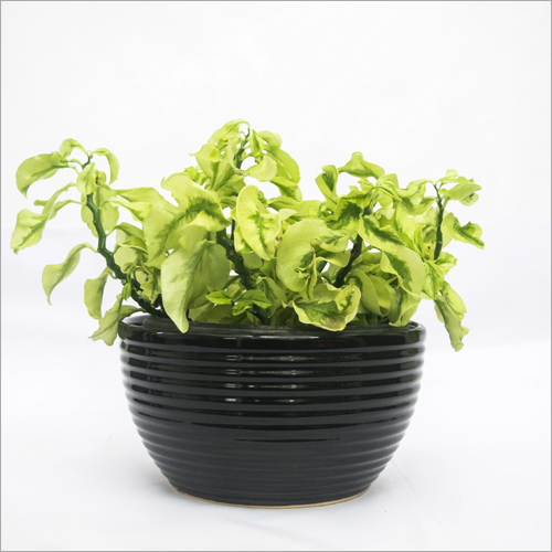 Zig-Zag Hanging Plant Shelf Life: Not Applicable Months