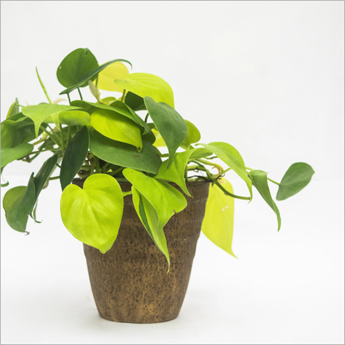 Philodendron Heart Leaf Hanging Plant Shelf Life: Not Applicable Months