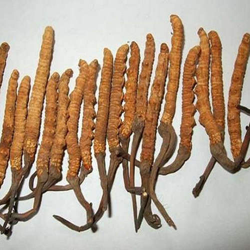 Cordyceps Sinensis