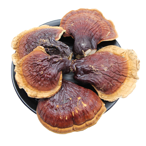 Dried wild Ganoderma tsugae Murr 100% natural and organic
