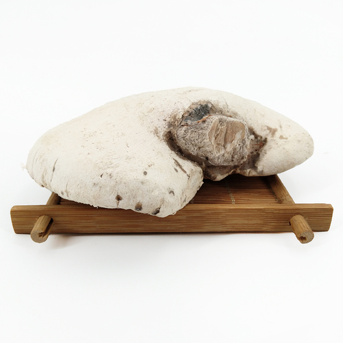 Natural fungus Stereum hirsutum (Willd. : Fr.) S. F. Gray whole part