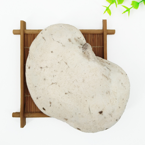 Dried wild Piptoporus betulinus (Bull.:Fr.)Karst natural mushrooms