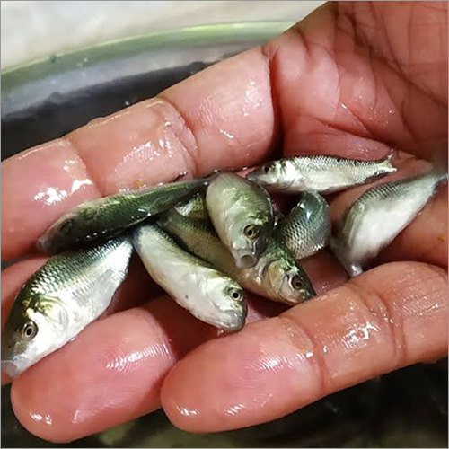 Amur Carp Fish Seed
