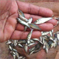 Catla Fish Seed - 1.5 Grams, Fresh Variety In Plastic Bottle With Water Preservation Process, Featuring Piece Shape