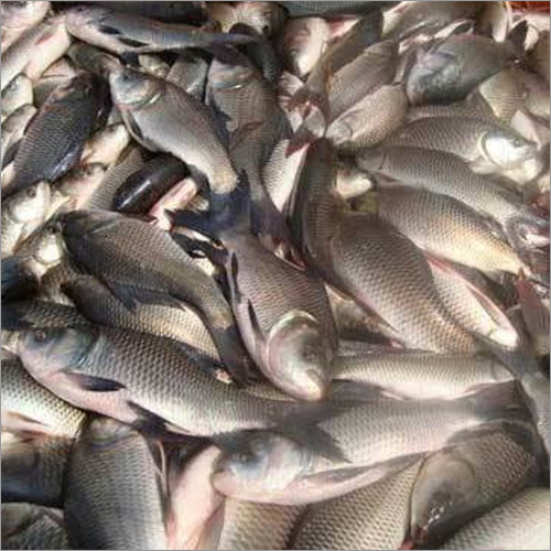 Rahu Fish Seed