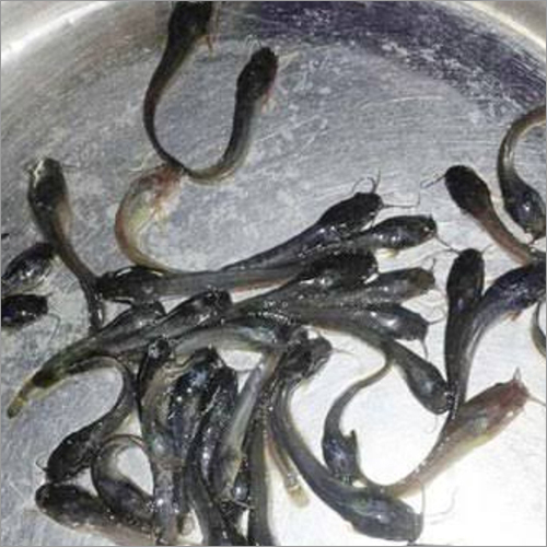 Hybrid Cat Fish Seed