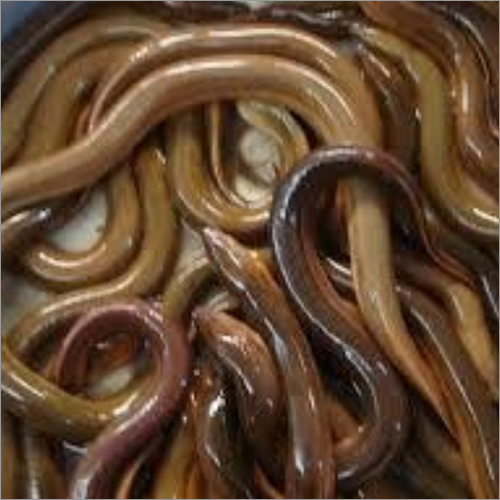 Piece Eel Fish Seed at Best Price in Bhopal | Indian Aquaculture & Livestock