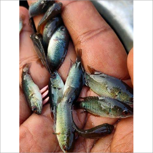 Vietnam Koi Fish Seed