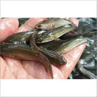 Snake Head Murrel Fish Seed - 2 Grams, Fresh Piece In Plastic Bottle With Water Preservation | Specialty Variety And Unique Style