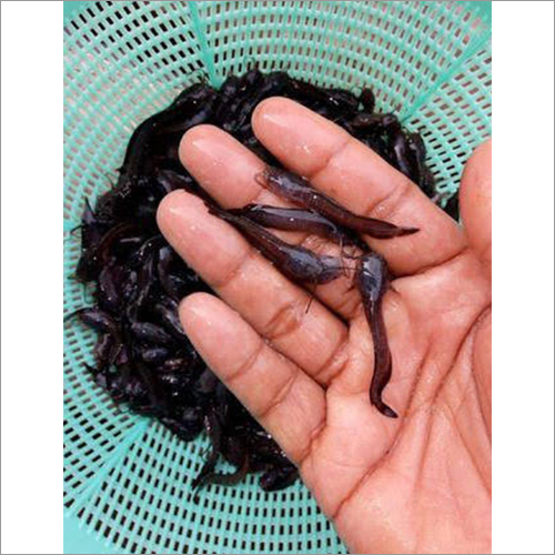 Desi Mangur Fish Seed