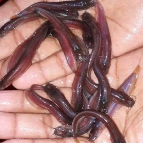 Singhi Fish Seed