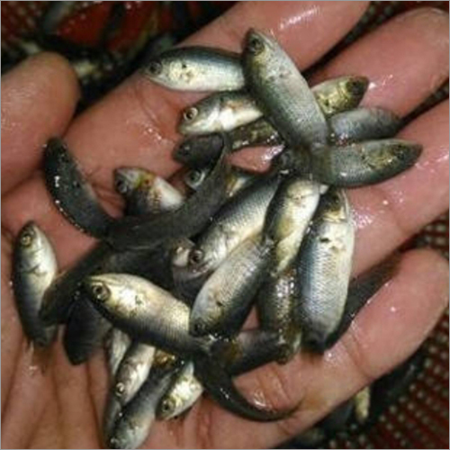 Monosex Talapia Fish Seed