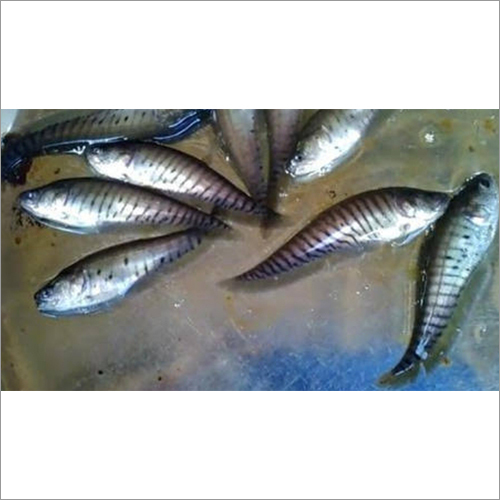 Chital Fish Seed