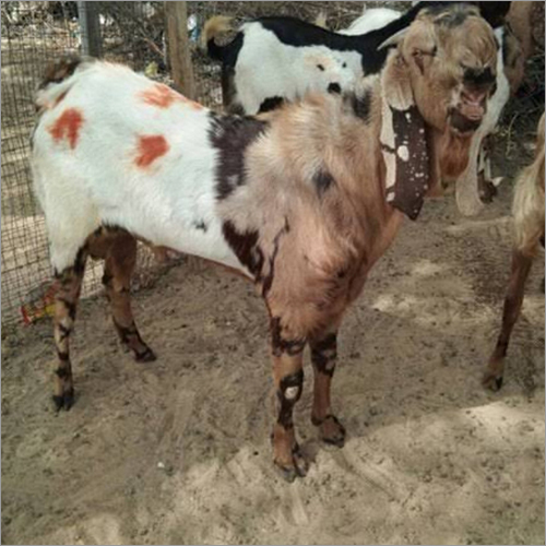 Livestock Goat