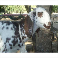 Beetal Goat