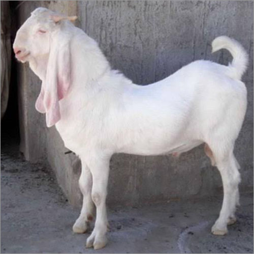 15 Plus Breed. Jamnapuri Goat at Best Price in Bhopal | Indian ...