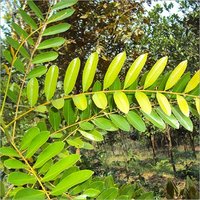 Laksami Tharu Leaves
