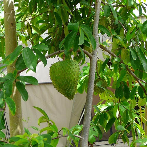 Fresh Soursop Plant