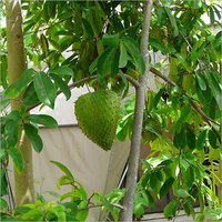 Fresh Soursop Plant