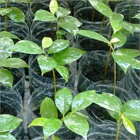 Fresh Soursop Plant