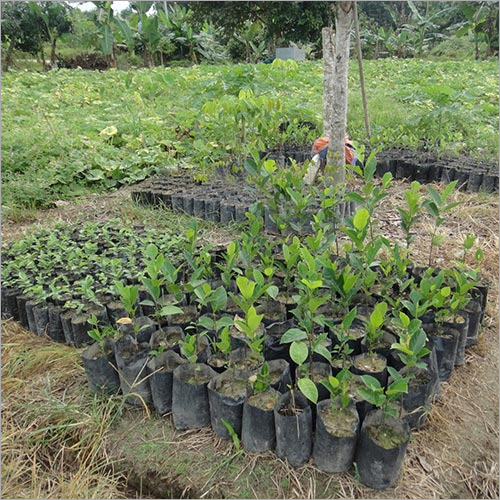Fresh Soursop Plant