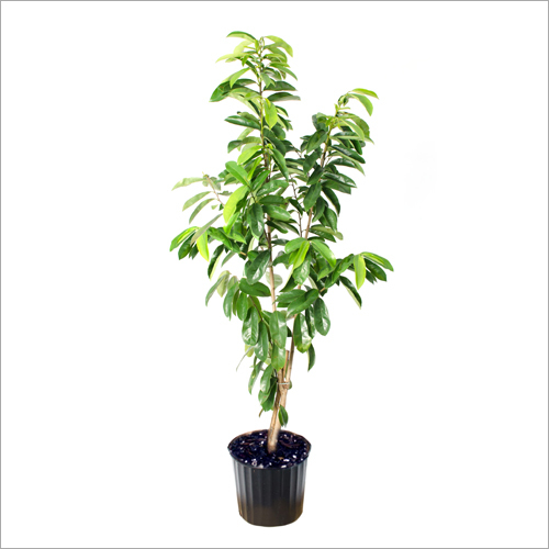 Fresh Soursop Plant