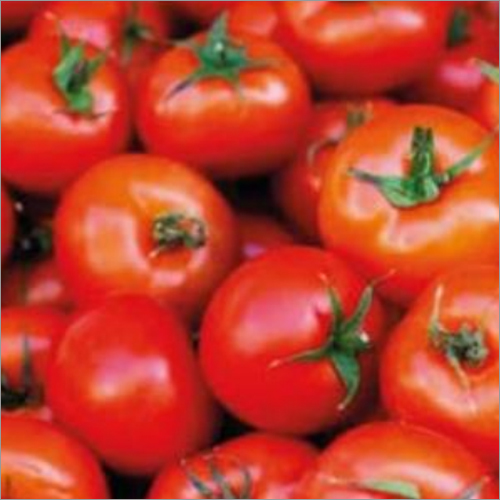 Fresh Tomatoes