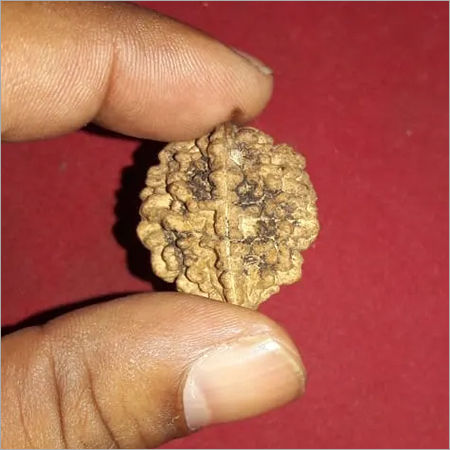 Natural 1-9 Mukhi Rudraksha