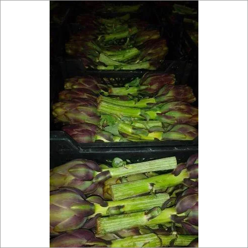 Egypian Artichoke