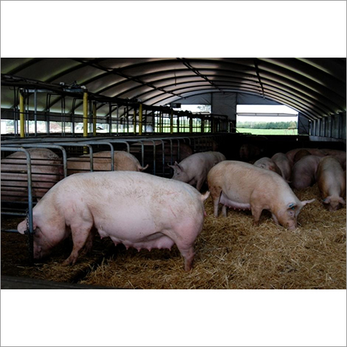 White Breeder Pig