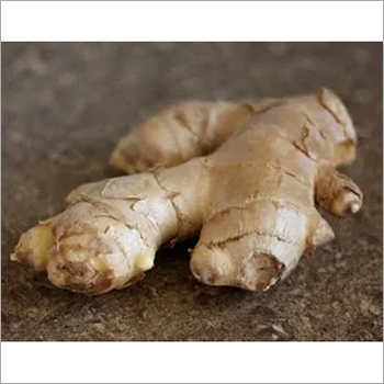 Fresh Ginger - Dried, Seasoned | Powerful Gingerol-Rich Medicinal Properties for Nausea Relief, Cold Recovery, and Digestive Health