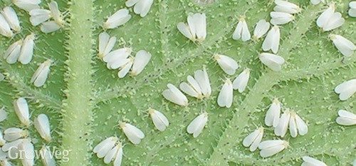 Pesticide for White Fly