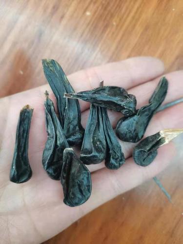 Sun Dry Snake Gall She Dan Herb