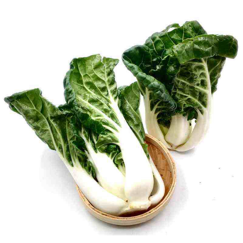 Delicious Vegetable Seeds White Chinese Cabbage Seeds For Sowing By CENTURY BUSINESS TECHNOLOGY CO., LTD.
