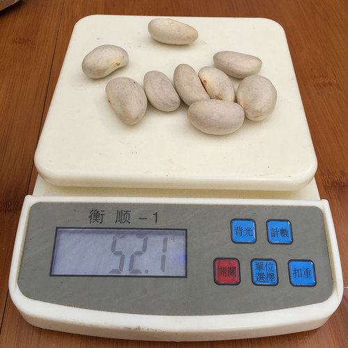 Latest Tropical Fruit Seeds Jackfruit Seed For Planting