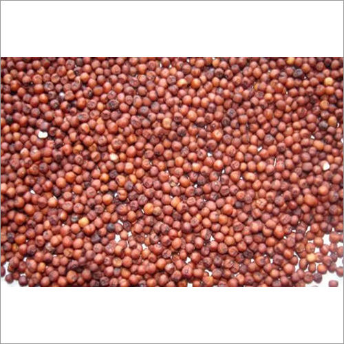 Ragi Seeds