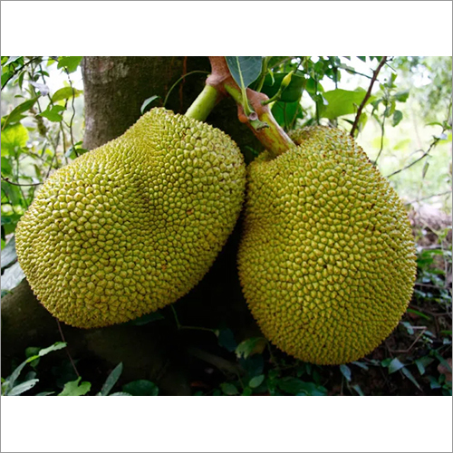Fresh Jackfruit By MAA ADHISHAKTI TRADERS SEMILIGUDA