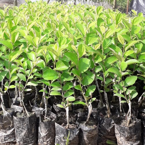 Kashmari Apple Plant