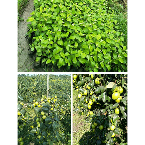 Green Apple Ber Plant