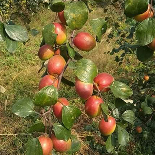 Kashmiri Apple Plant