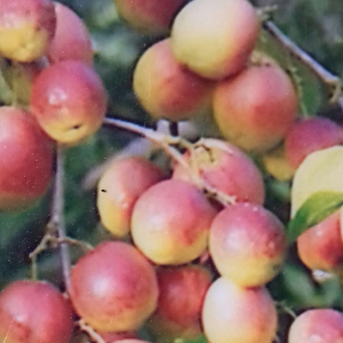Sweerless Apple Ber Plant