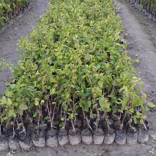 Sweetless Apple Ber Plants