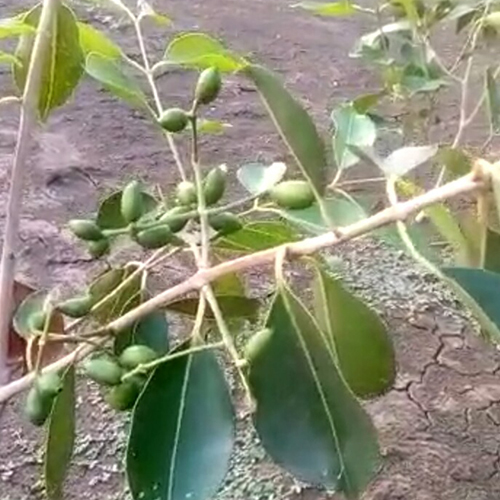 Thai Black Jamun Plant