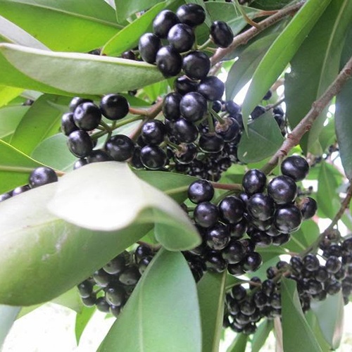 Thai Jamun Plant